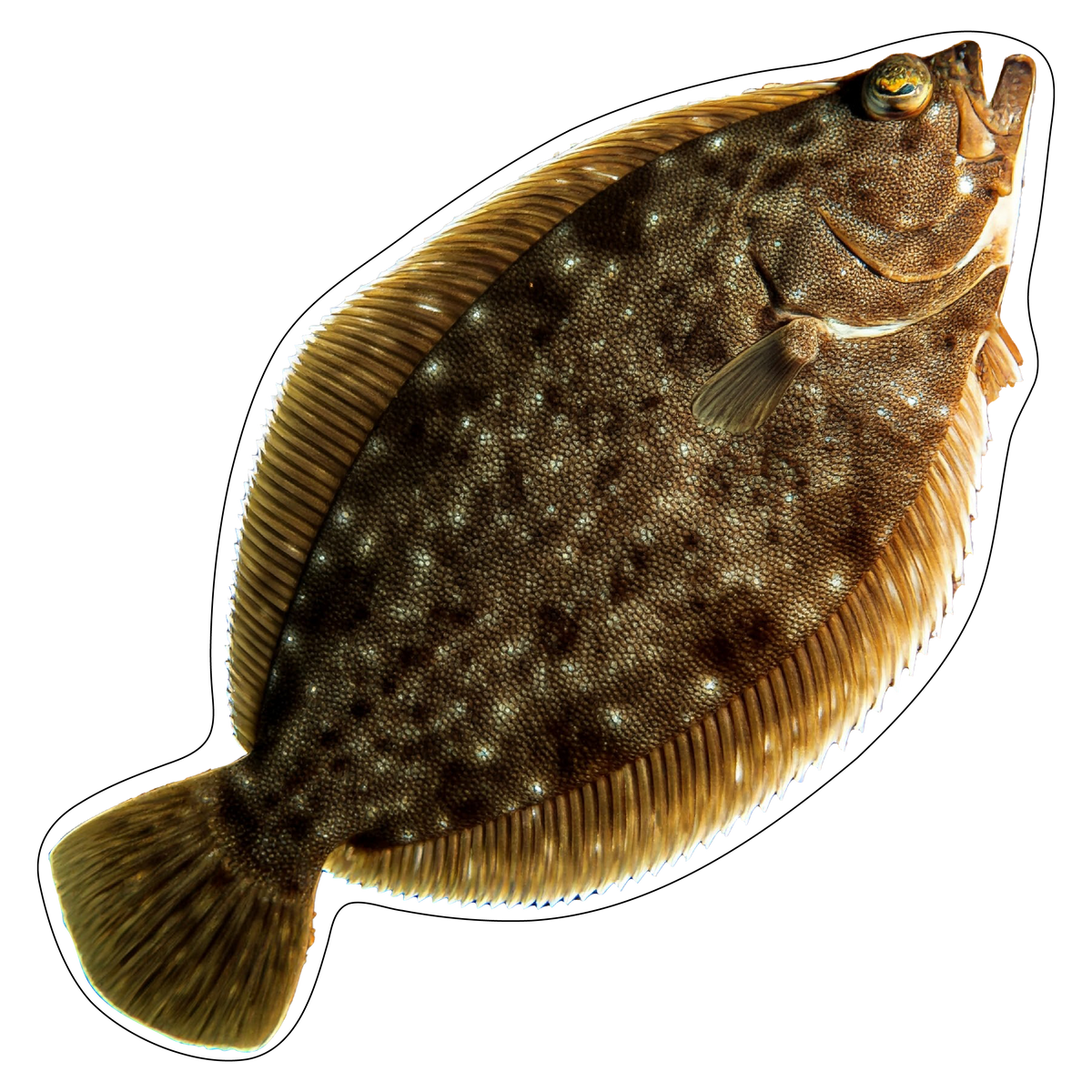 Fluke