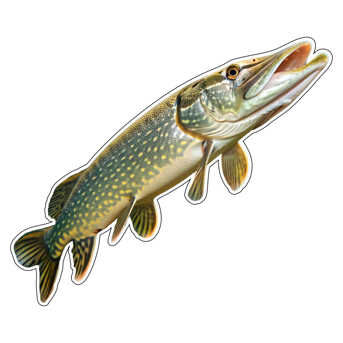 Northern Pike (Option 2)