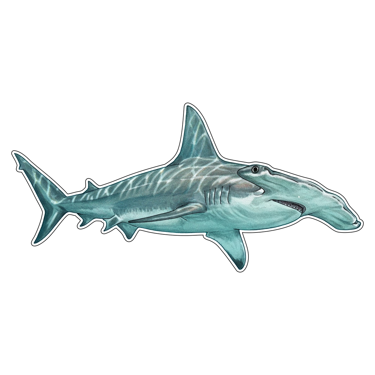 Hammerhead Shark