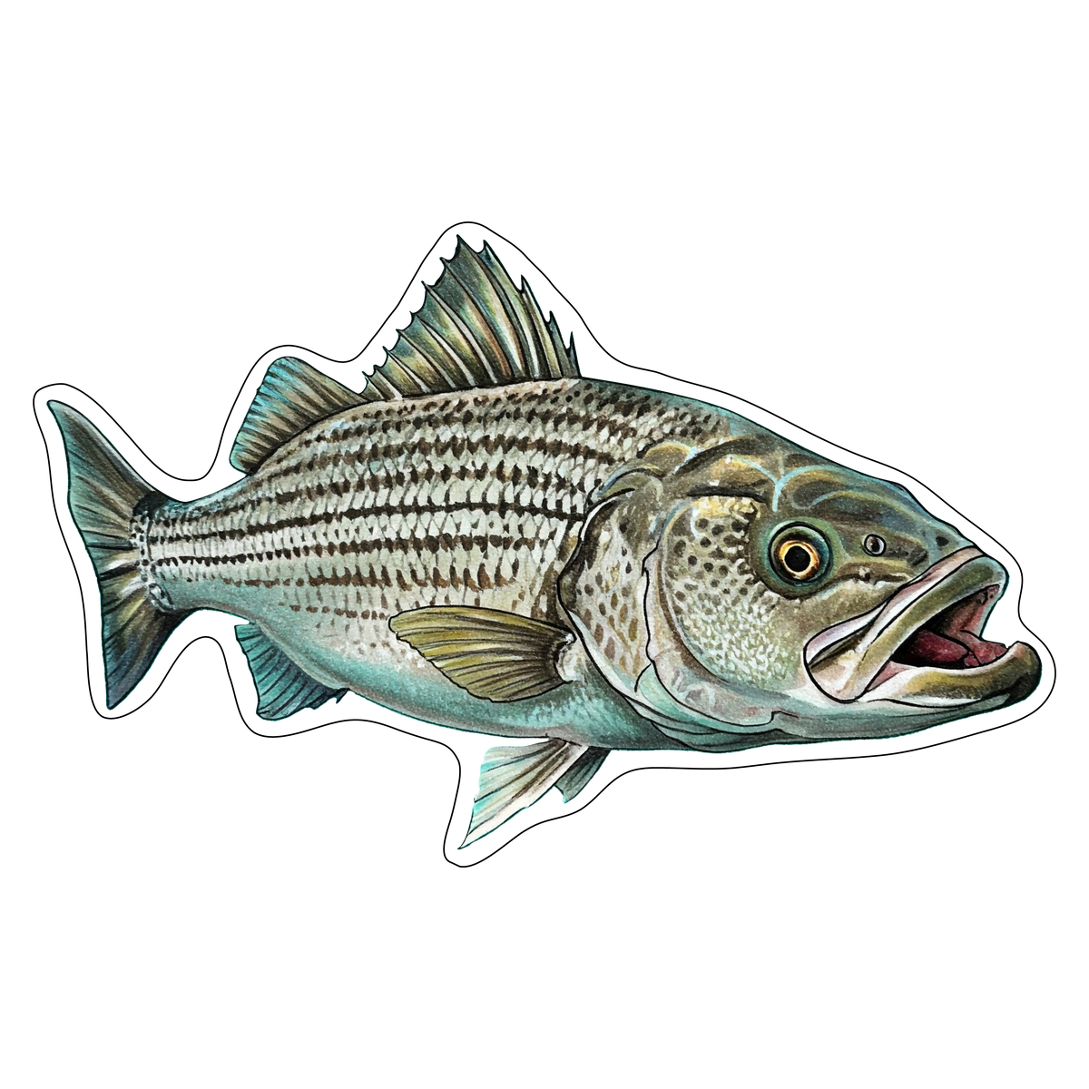 Striped Bass