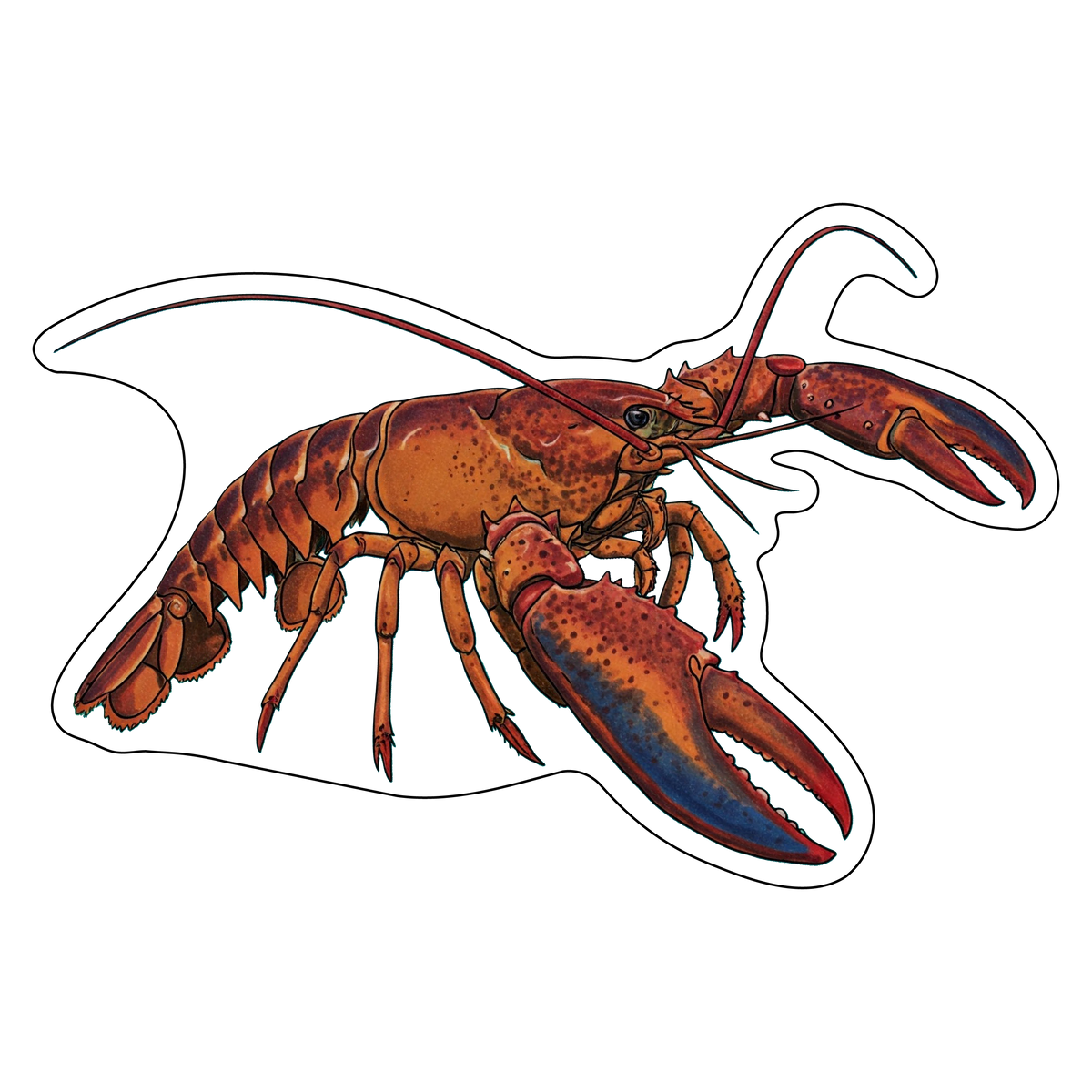 Maine lobster