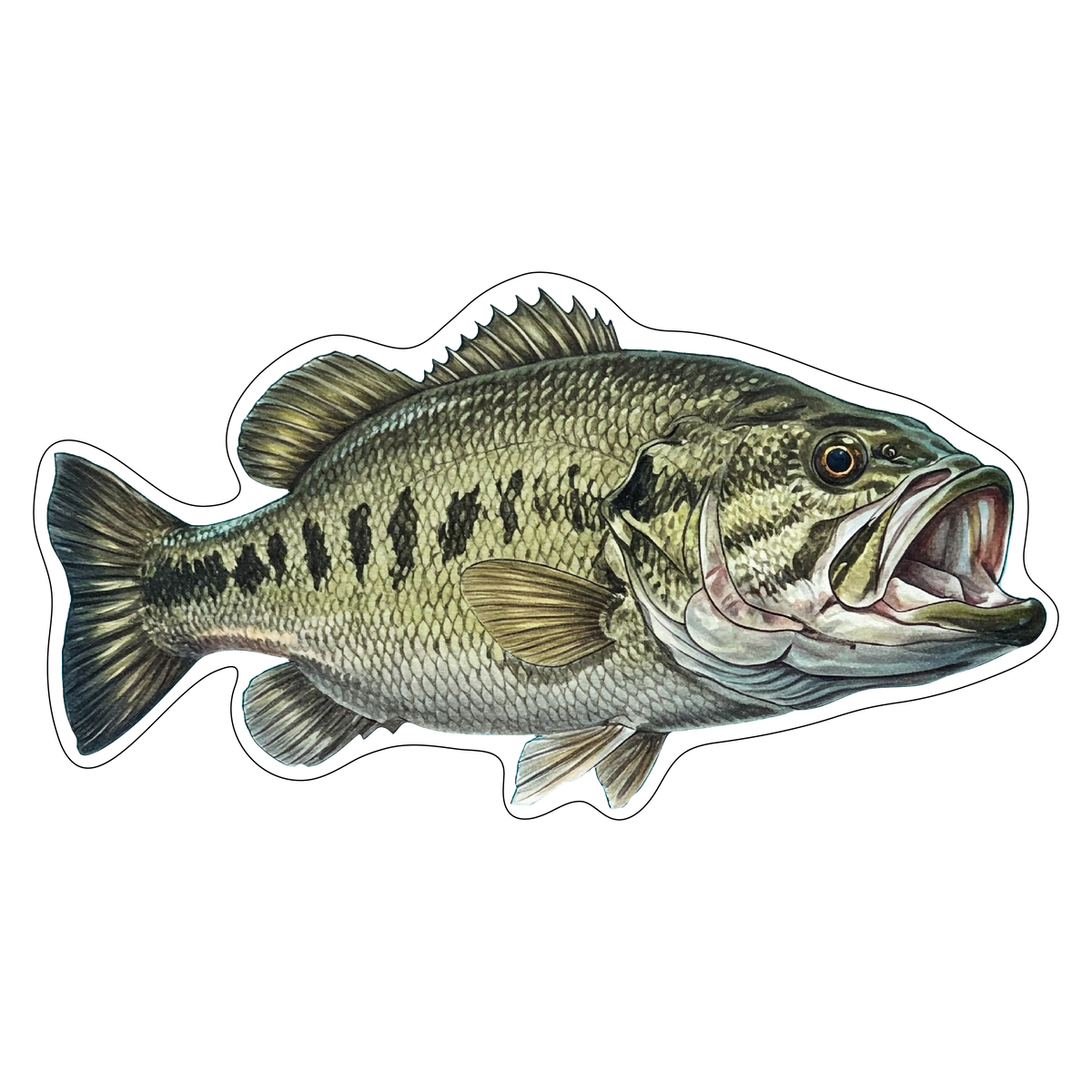 Largemouth Bass (Option 2)