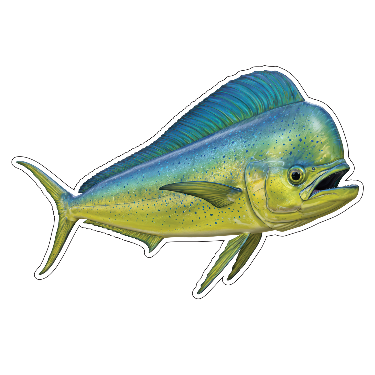 Mahi Mahi (Option 2)
