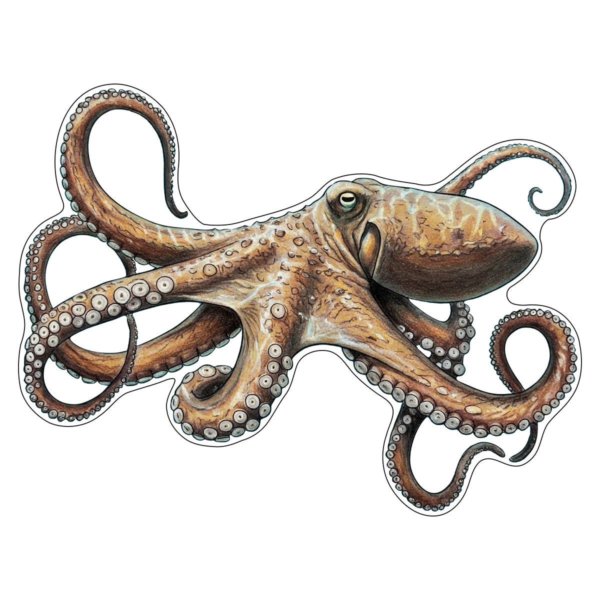 Octopus