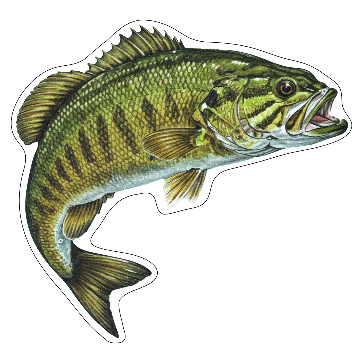Smallmouth Bass