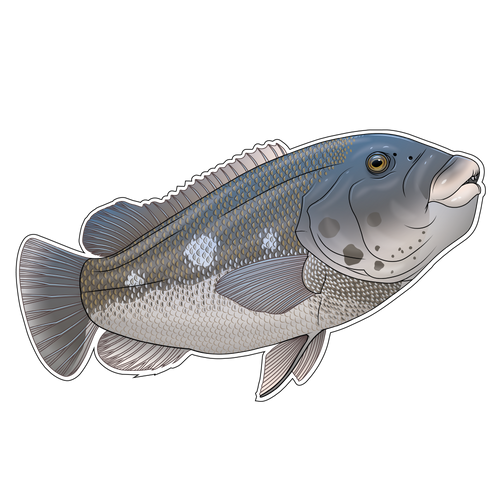 Black Fish