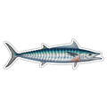 Wahoo