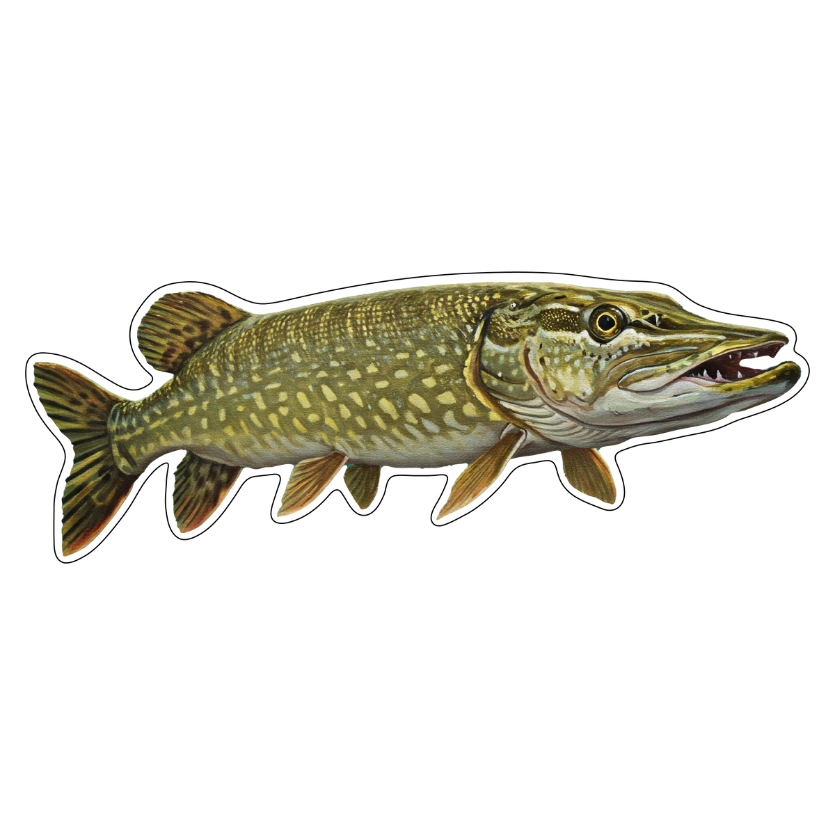 Northern Pike (Option 1)
