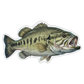 Largemouth Bass (Option 2)