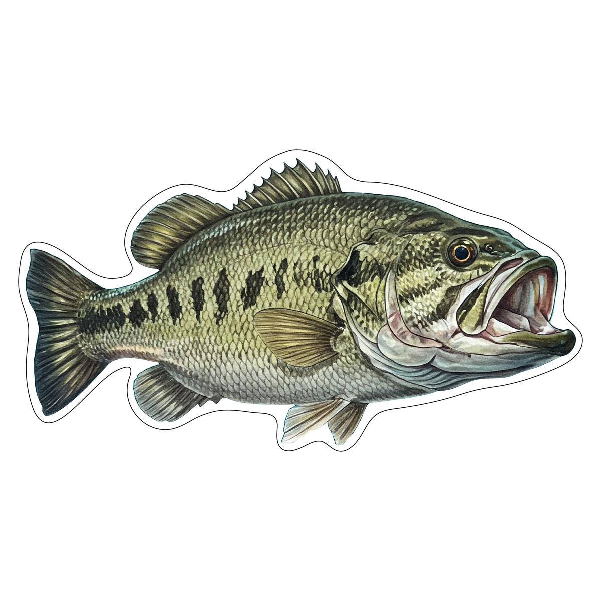 Largemouth Bass (Option 2)