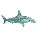 Hammerhead Shark