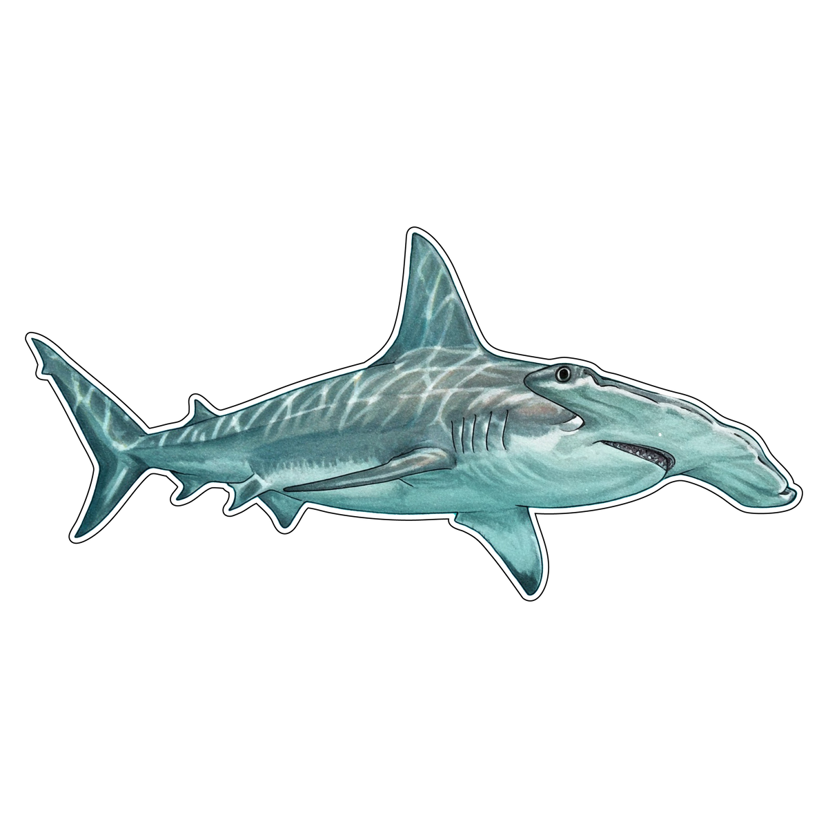 Hammerhead Shark