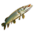 Northern Pike (Option 2)