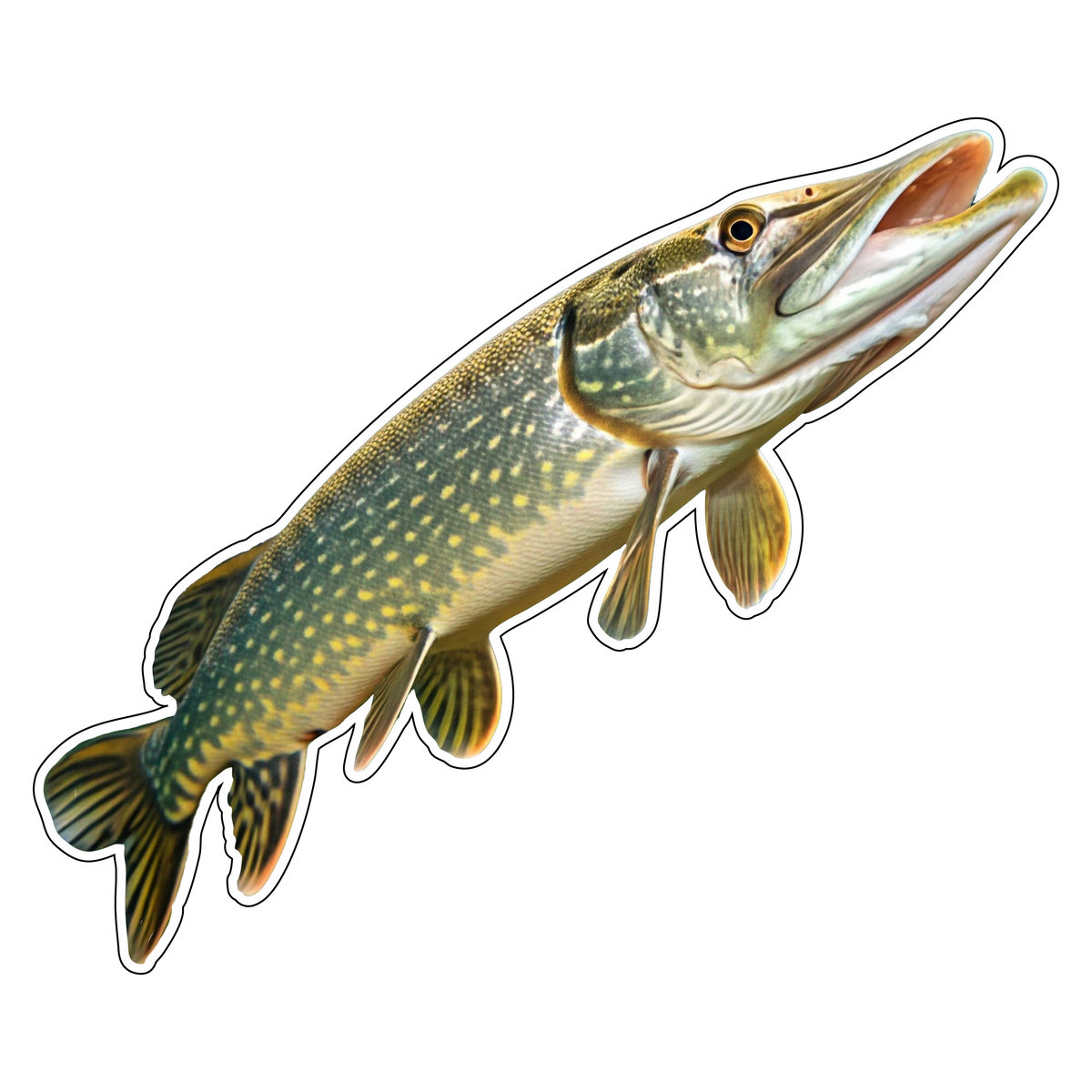 Northern Pike (Option 2)
