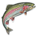 Rainbow Trout