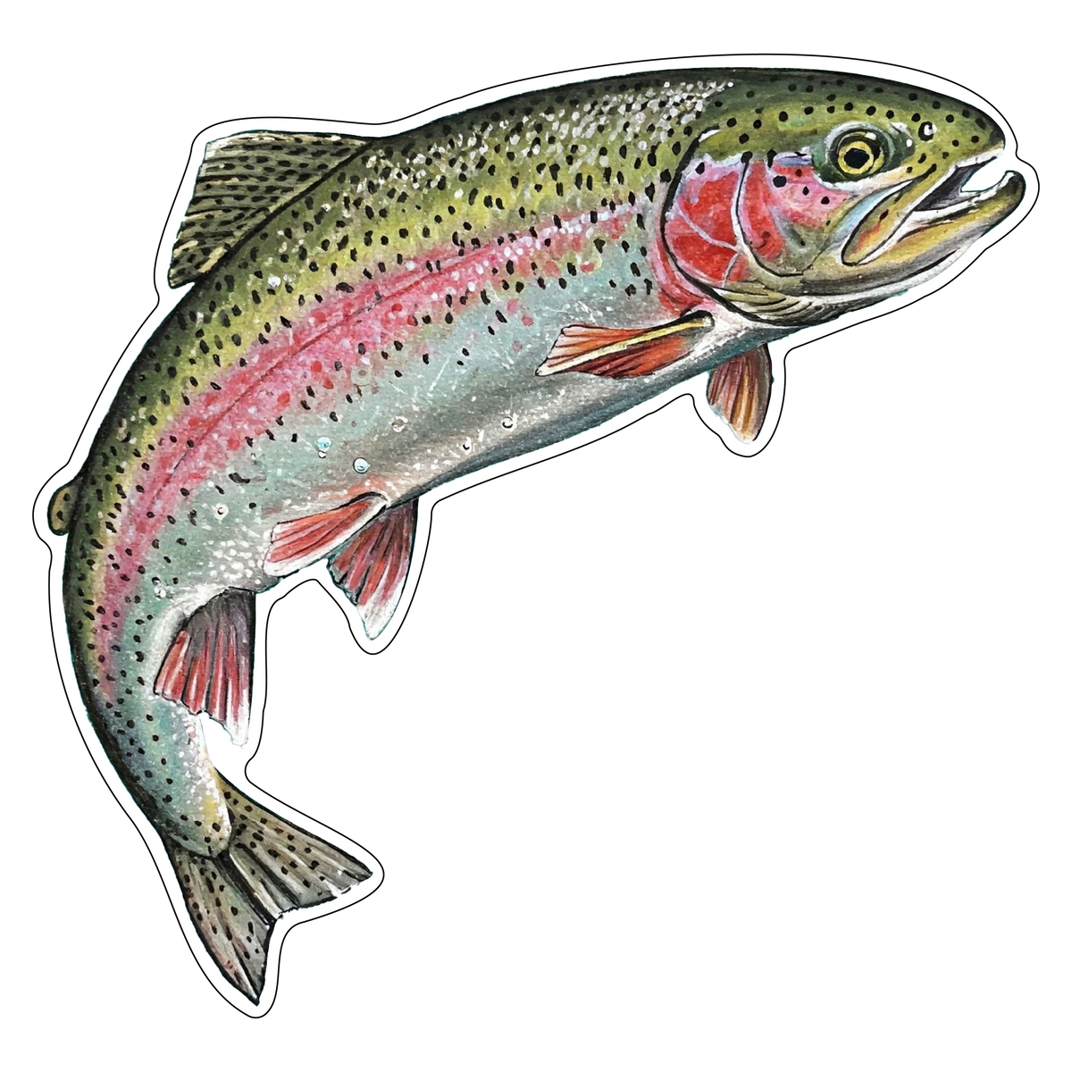 Rainbow Trout