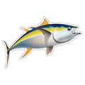 Yellowfin Tuna