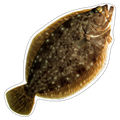 Fluke