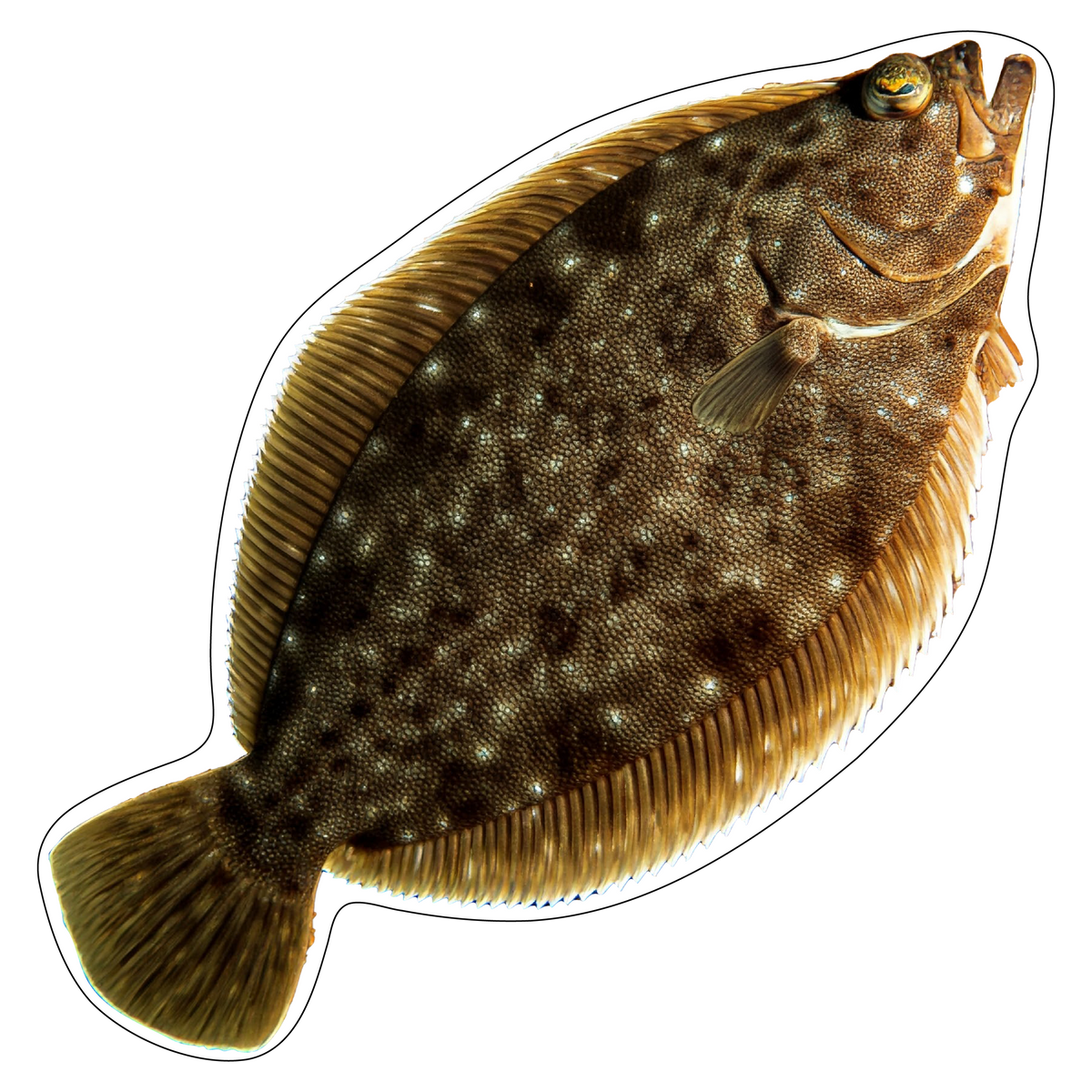 Fluke