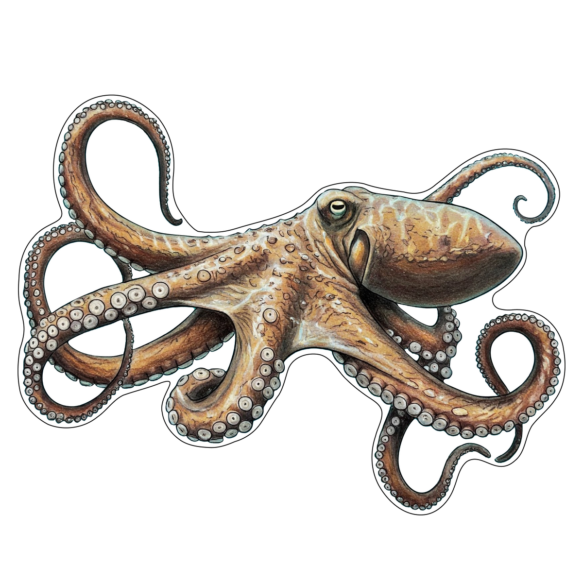 Octopus