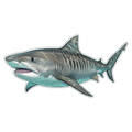 Great White Shark (Option 1)