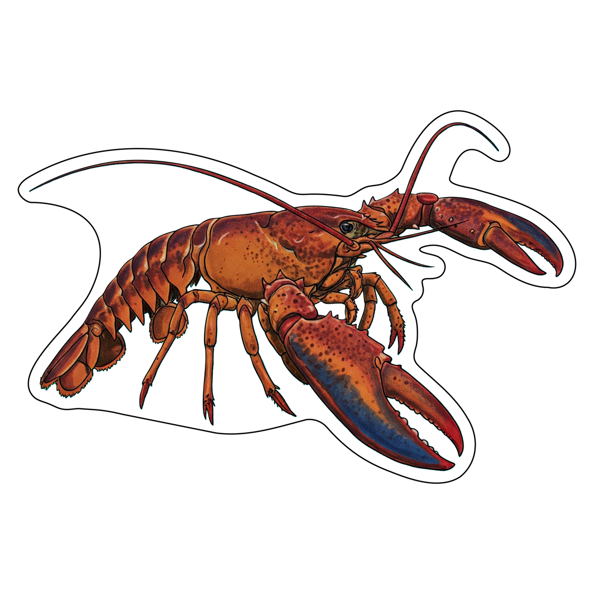 Maine lobster