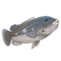 Black Fish