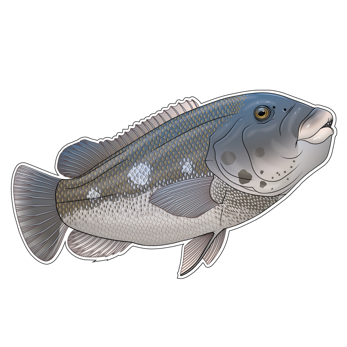 Black Fish
