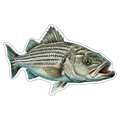 Striped Bass