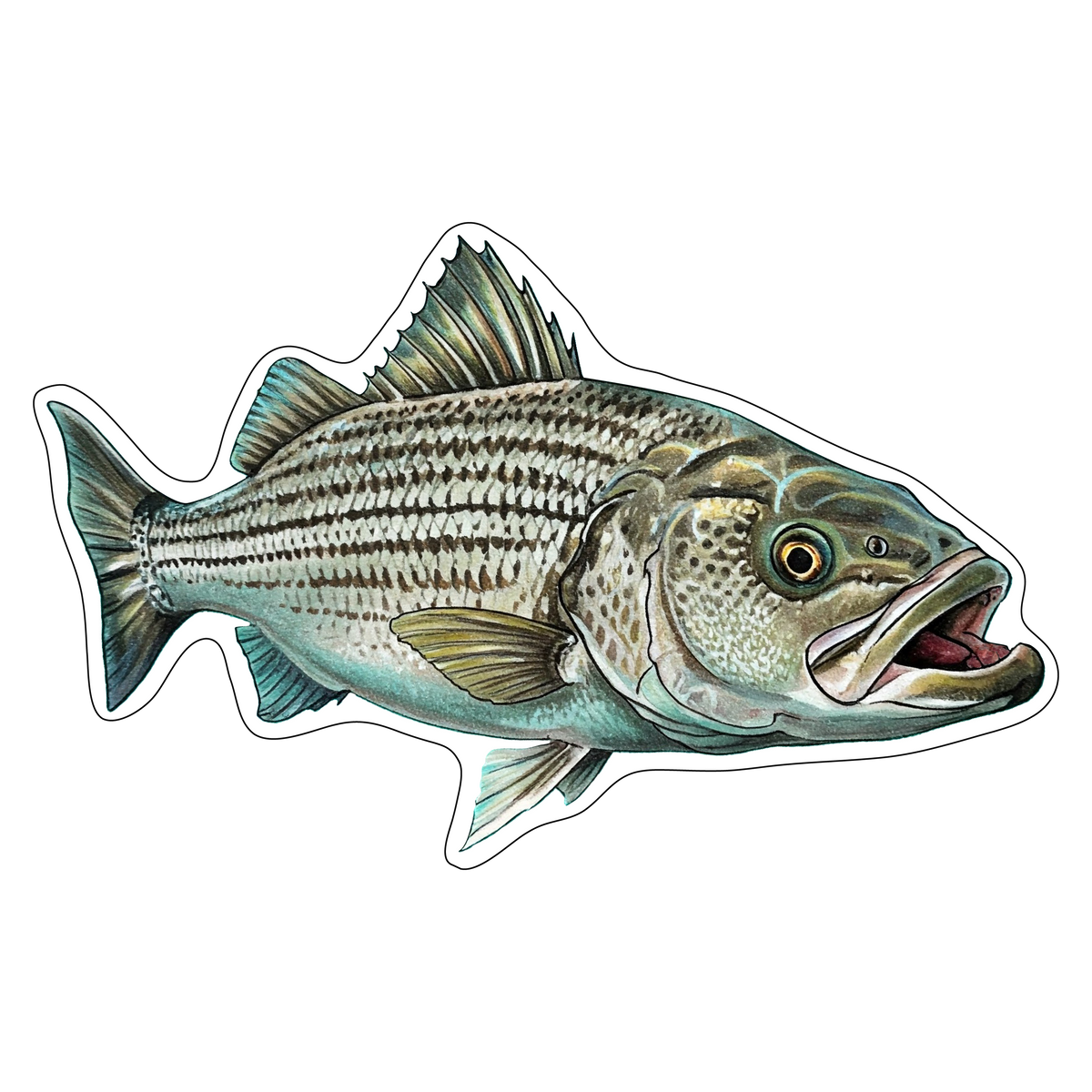 Striped Bass