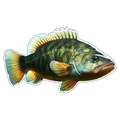 Largemouth Bass (Option 1)