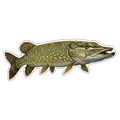 Northern Pike (Option 1)