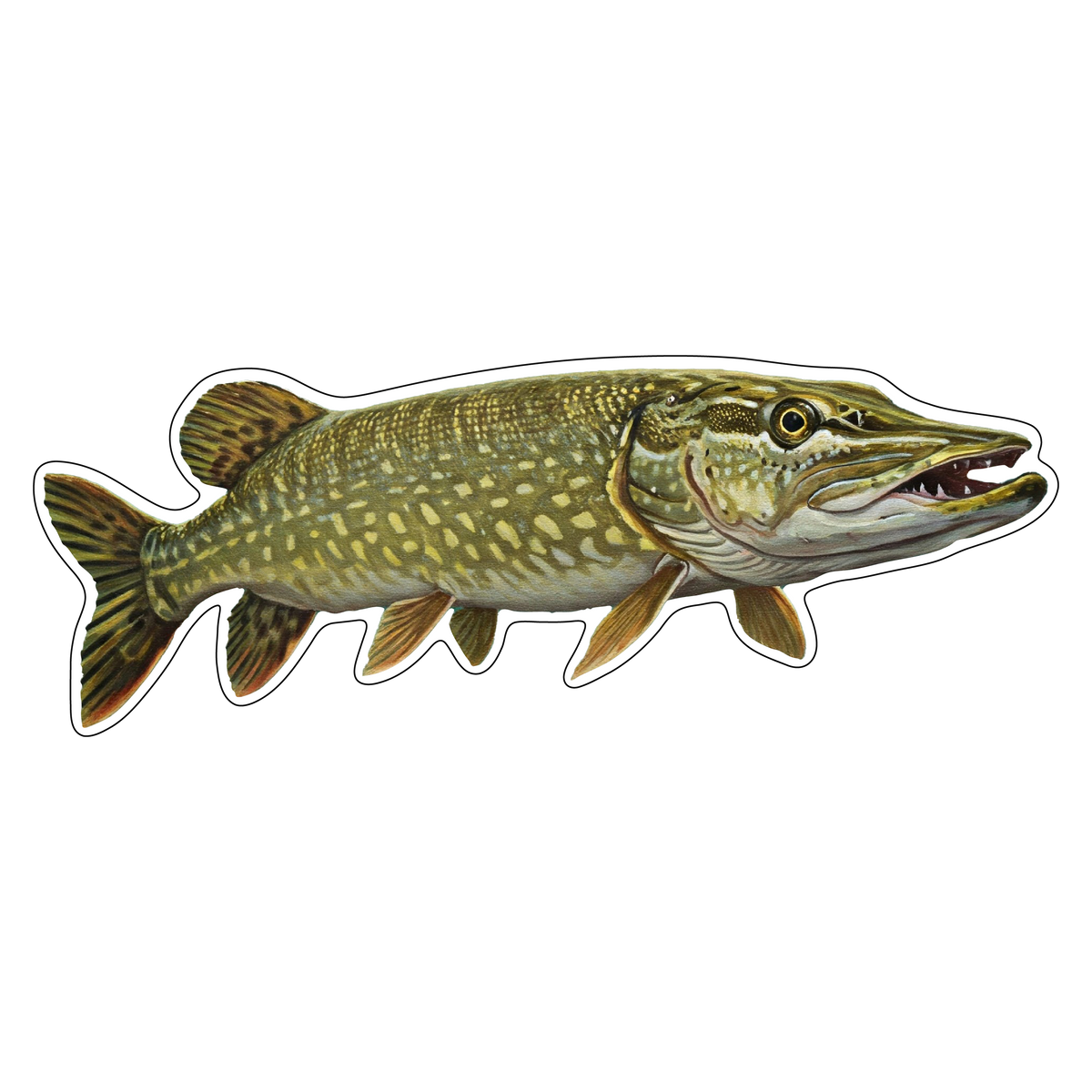 Northern Pike (Option 1)