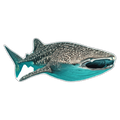 Whale Shark