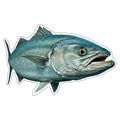 Blue Fish (option 1)
