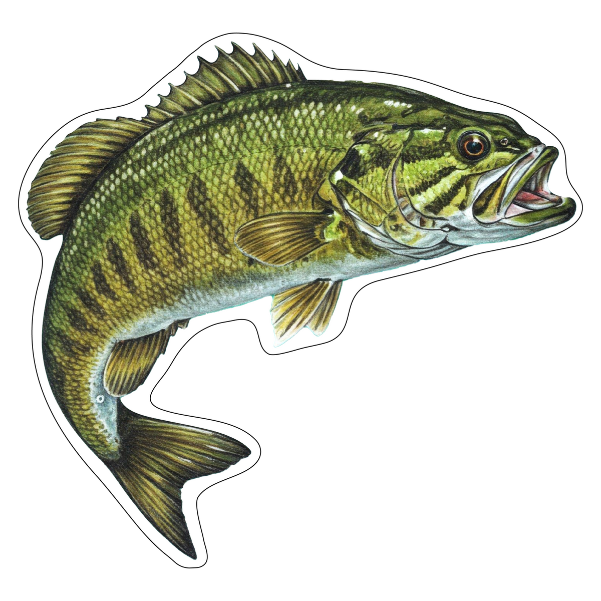 Smallmouth Bass