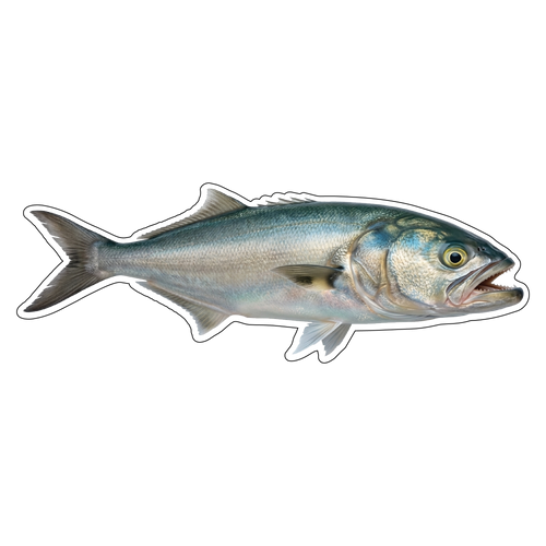 Blue Fish (option 2)