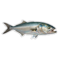 Blue Fish (option 2)