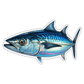 Atlantic Bonito